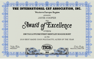 TICA’s 2019 Best Maine Coon Polydactyl