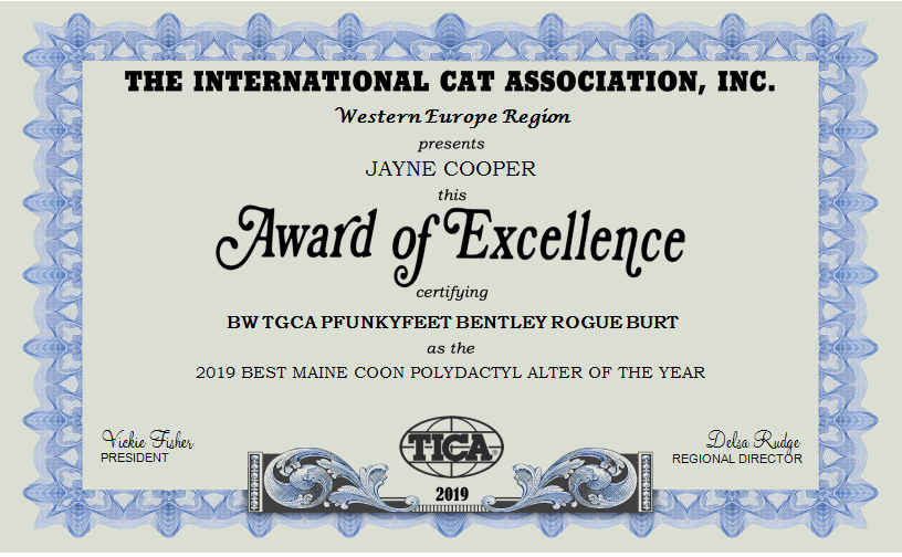TICA’s 2019 Best Maine Coon Polydactyl